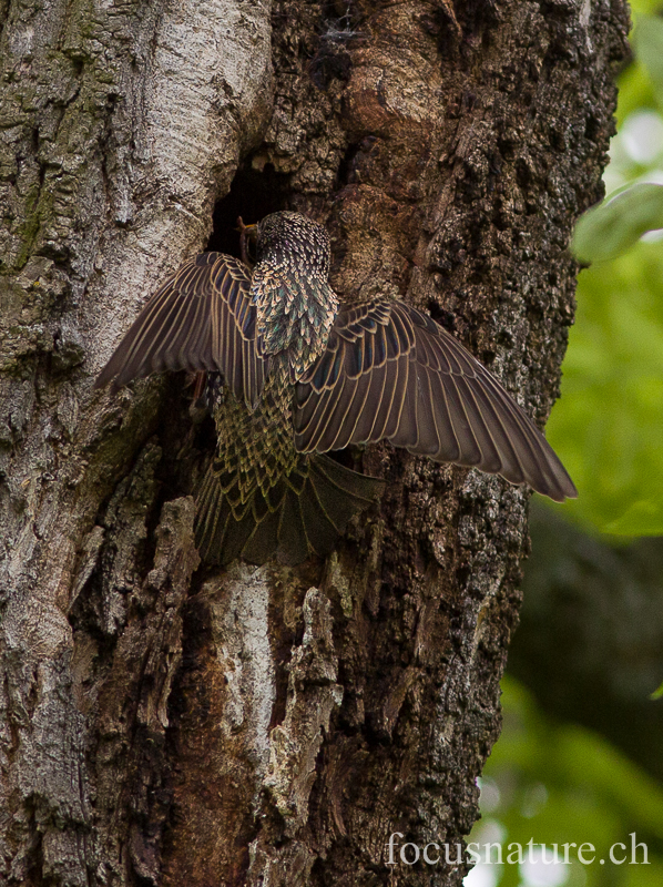 Etourneau 6764.jpg - Etourneau sansonnet - Common Starling - Sturnus vulgaris, nourrisage de jeunes dans la cavité d'un vieil arbre fruitier (Genève, mai 2013)